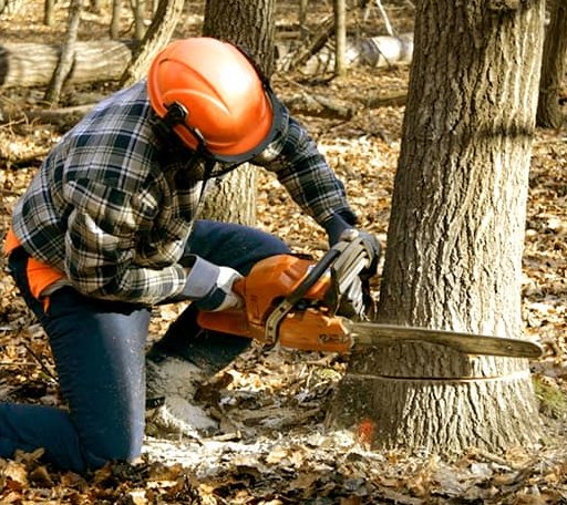 Tree Removal in Pepperell, MA
